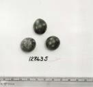 Click for 1 image(s) for this accession. FRUIT